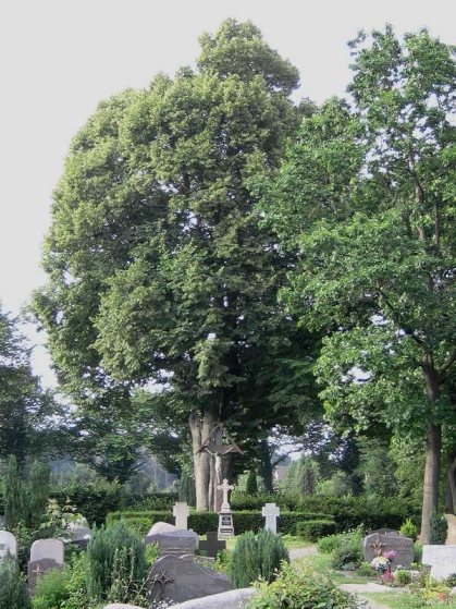 Bild 1 von Linde auf dem Friedhof